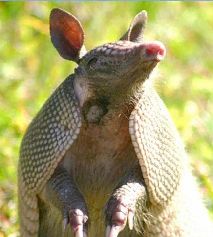 Armadillo Removal in Charleston SC