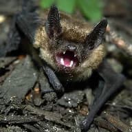Bat Removal in Charleston SC