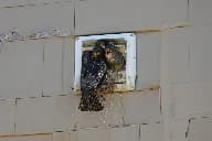 Bird Removal in Charleston SC