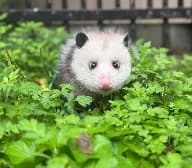 Opossum Removal in Charleston SC