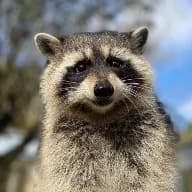 Raccoon Removal in Charleston SC