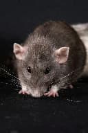 Rat Removal in Charleston SC