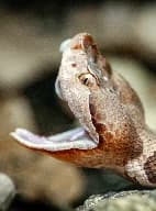 Snake Removal in Charleston SC