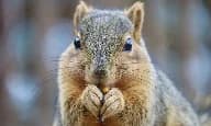 Squirrel Removal in Charleston SC