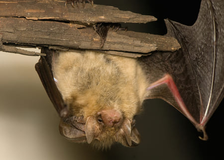 Why Bats Move Into Charleston Area Attics Every Summer and How to Get Them Out Humanely