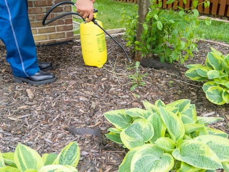Exclusion Work Delivers Humane & Ethical Pest Control Solutions