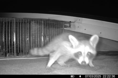 Living in a Historic Charleston Home? Here’s Why Raccoons Love Your Attic