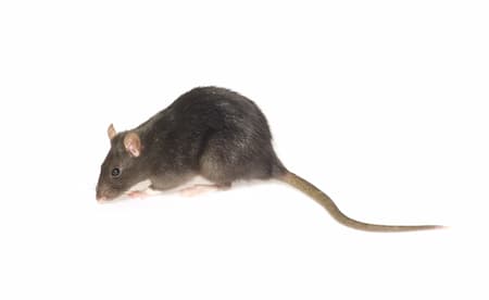 Wildlife Removal Protects Our Natural Balance