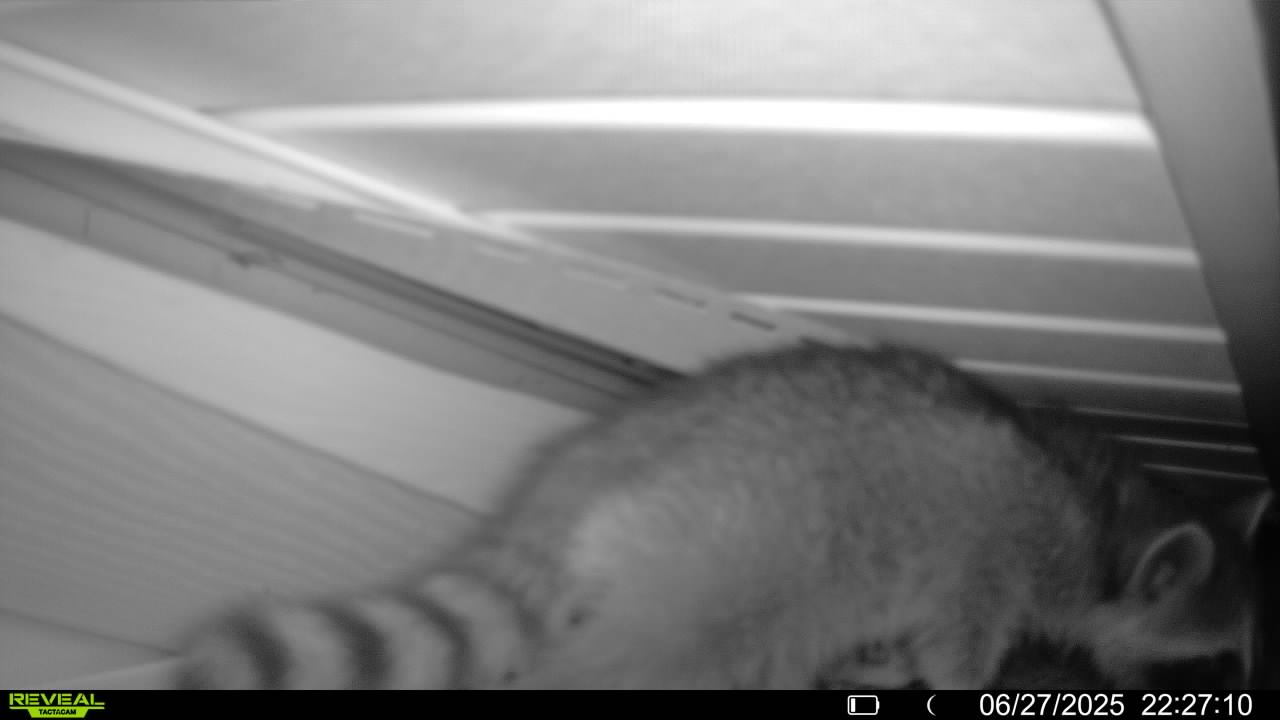 Expert Raccoon Removal in North Charleston