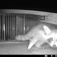 Expert-Raccoon-Removal-in-North-Charleston 1