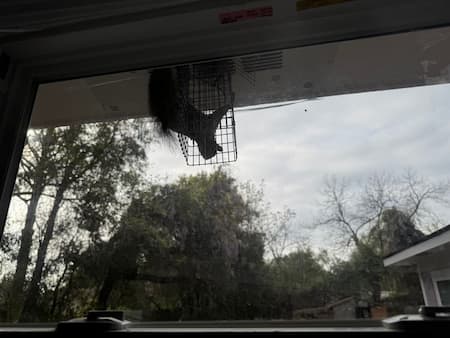Squirrel Removal In James Island, SC