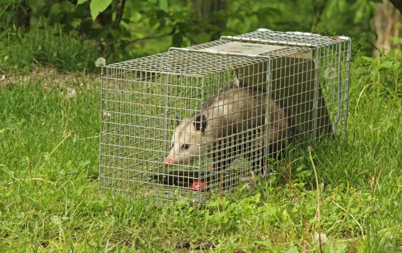 About Monster Wildlife