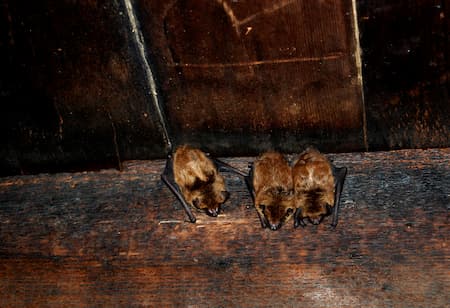 Bat Removal