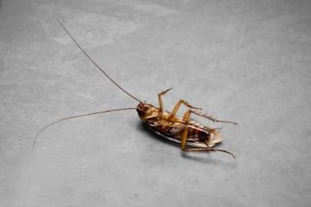 Cockroach Removal