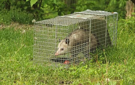 Opossum Removal