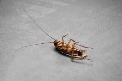 Pest Control