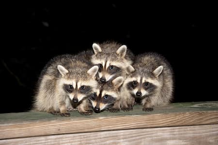 Raccoon Removal