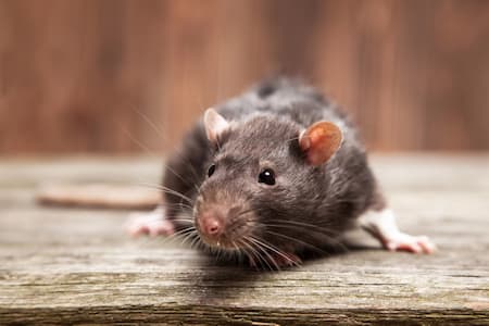 Rat Removal