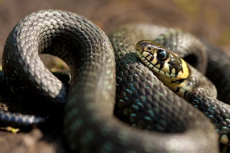 Snake Removal