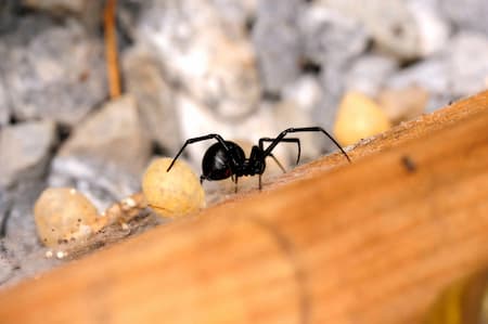 Spider Removal