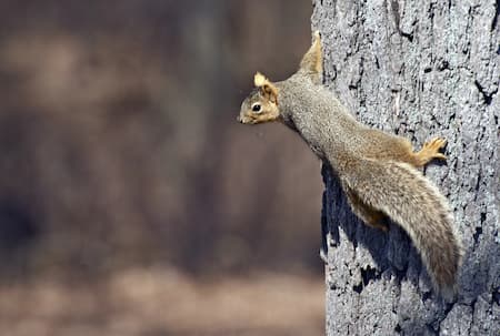 Squirrel Removal