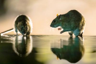 Wildlife Removal